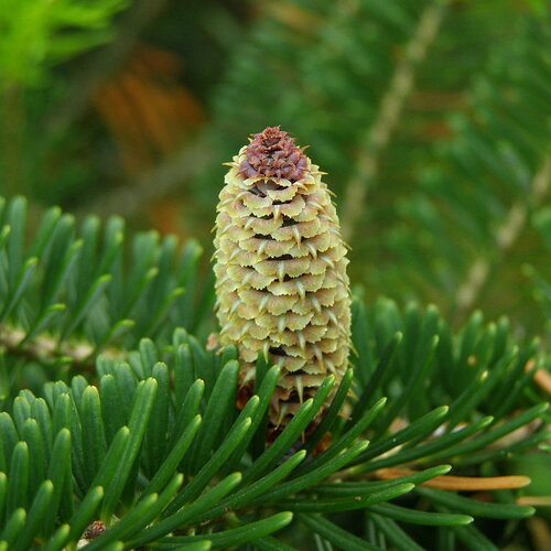7 graines de sapin de fraser, abies fraseri