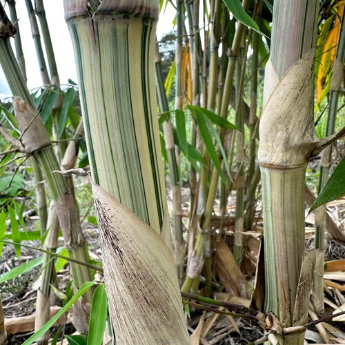 3 graines de bambou gigantochloa bicolor, bambou géant