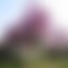 5 graines arbre de judée, cercis siliquastrum, gainier silicastre