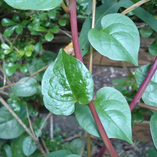 20 graines d'épinard malabar rouge, basella rubra, baselle