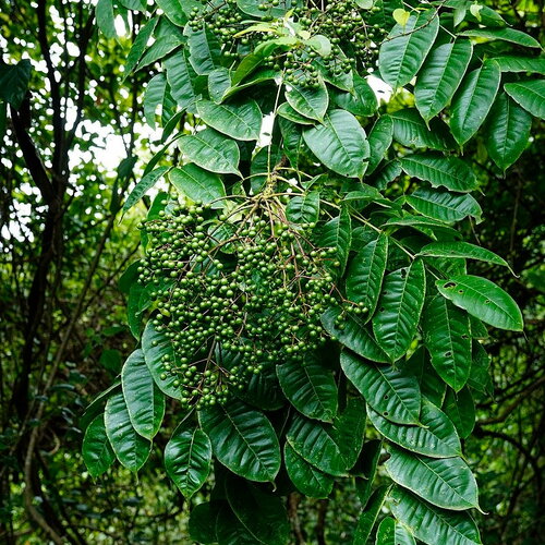 10 graines de poivrier indien, zanthoxylum rhetsa