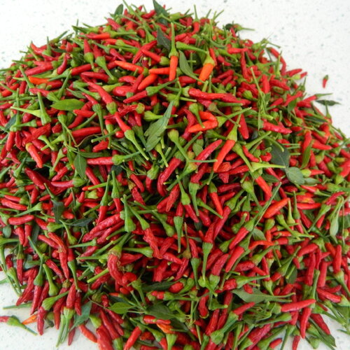 30 graines de piment hot bird eye demon