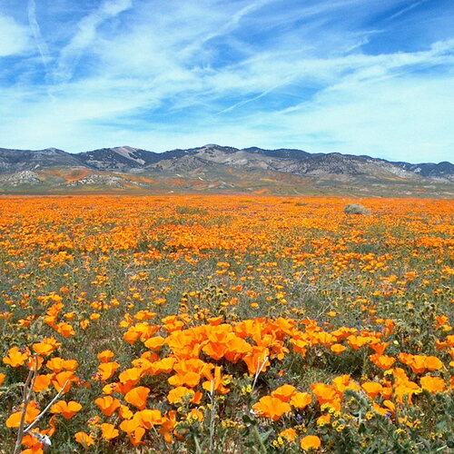 40 graines de pavot de californie coquelicot sauvage jaune orange eschscholzia californica