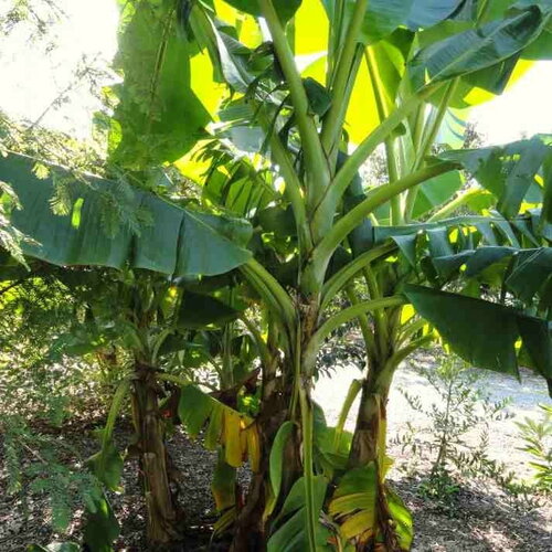 8 graines de musa sikkimensis, bananier de l'himalaya
