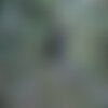 3 graines de nerprun purgatif, nerprun cathartique, nerprun officinal, rhamnus cathartica