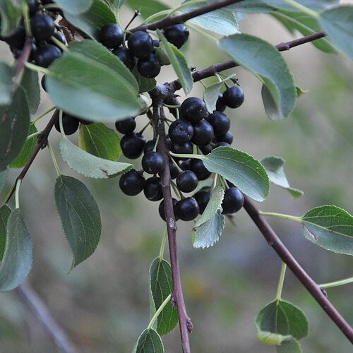 3 graines de nerprun purgatif, nerprun cathartique, nerprun officinal, rhamnus cathartica