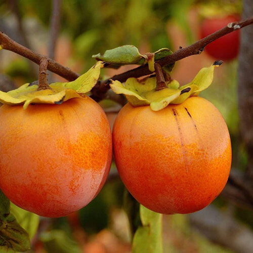 3 graines de plaqueminier de virginie, diospyros virginiana