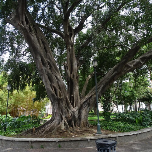 3 graines ficus benjamina, figuier pleureur