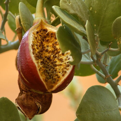 5 graines de câprier, capparis spinosa, câprier commun