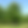 6 graines de chêne des marais, chêne à épingles, quercus palustris