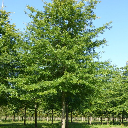 6 graines de chêne des marais, chêne à épingles, quercus palustris