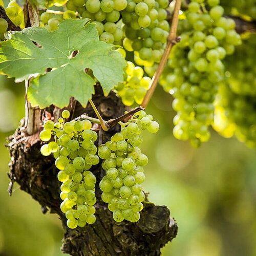 3 graines de vigne, vitis vinifera