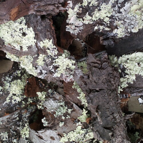 50 grammes ecorce de cerisier, bois prunus, morceaux de bois
