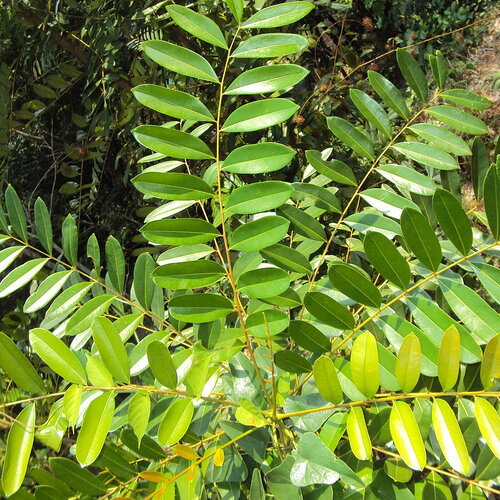 3 graines simarouba glauca, arbre paradisiaque