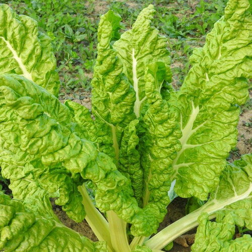 100 graines de poirée lucullus, beta vulgaris subsp. cicla var. flavescens