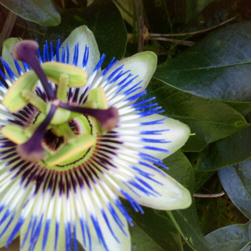 20 graines de fleurs de la passion, passiflore, fleur bleue violette, passiflora, plante grimpante