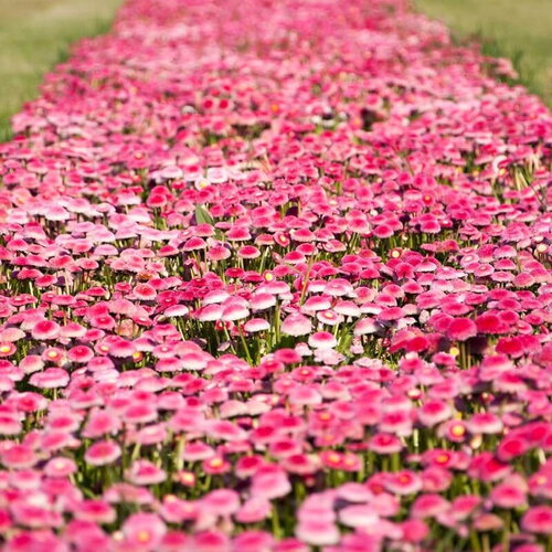 100 graines de pâquerette, bellis perennis monstrosa