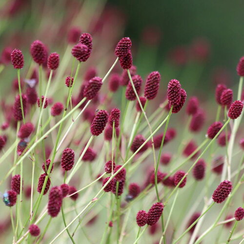 3 graines de sanguisorba officinalis, grande pimprenelle, sanguisorbe officinale