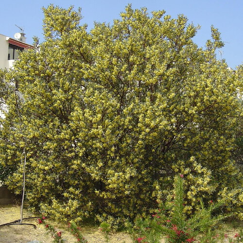 3 graines acacia retinoides,  mimosa des quatre saisons