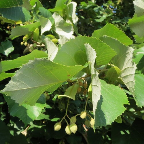 3 graines de tilleul argenté, tilia tomentosa