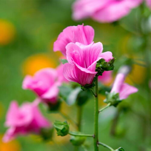 10 graines de lavatera trimestris loveliness, mauve royale