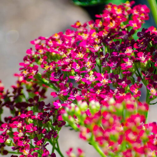 25 graines achillée &quot;cerise quenn&quot;, achillea millefolium &quot;cerise quenn&quot;