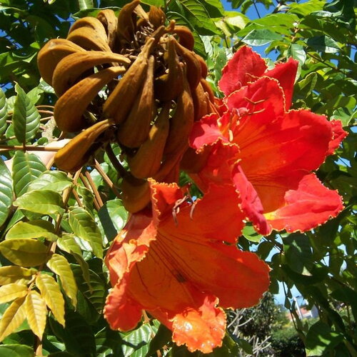 10 graines de tulipier du gabon, spathodea campanulata