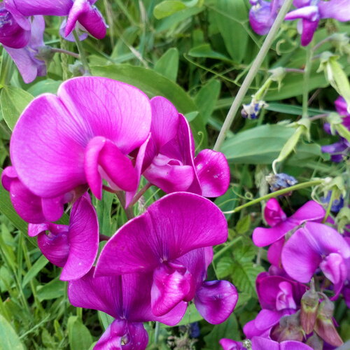 7 graines de pois de senteur, lathyrus odoratus, pois fleur, pois musqué, gesse odorante