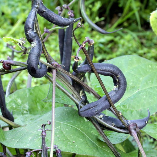 20 graines de haricot nain purple teepee, phaseolus vulgaris