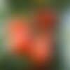 20 graines de tomate &quot;saint pierre&quot;, solanum lypersicum