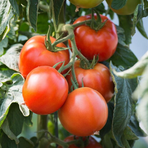 20 graines de tomate &quot;saint pierre&quot;, solanum lypersicum