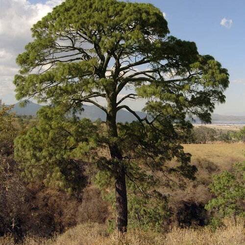 10 graines de pinus maximinoi