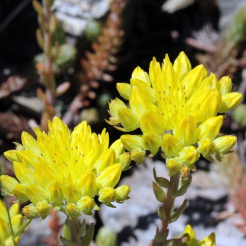 30 graines sedum reflexum, orpin réfléchi