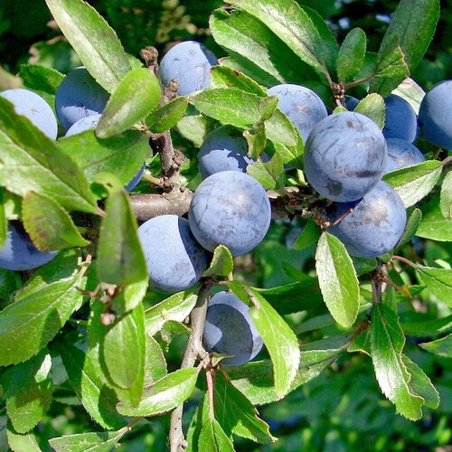 3 graines de prunellier prunus spinosa blackthorn