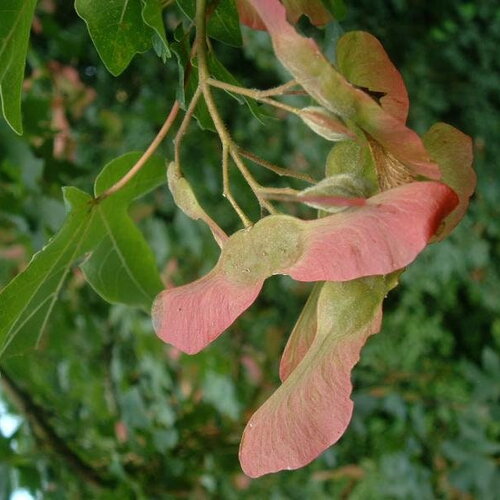 10 graines acer campestre, erable champêtre, idéal bonsaï