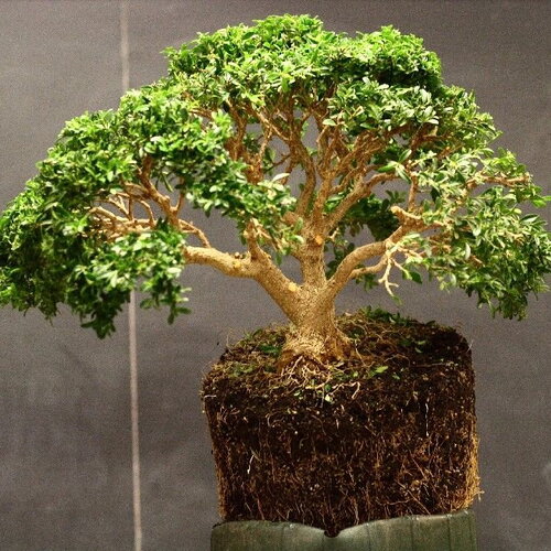 3 graines buxus sempervirens, buis toujours vert, bonsaï