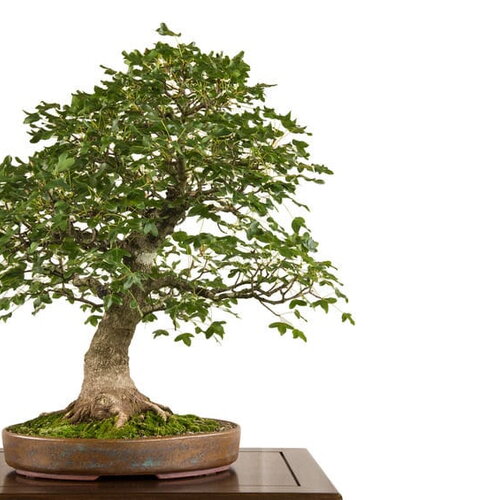 10 graines erable de montpellier acer monspessulanum azerou agast violonier idéal bonsaï