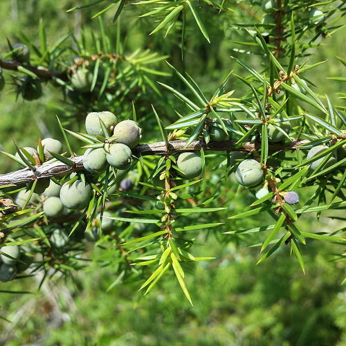 3 graines de genièvre, genévrier commun, juniperus communis