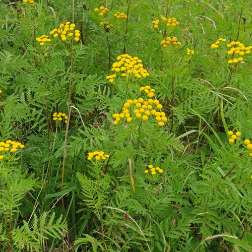 50 graines de tanaisie commune, tanacetum vulgare, tanaisie, fleurs jaunes