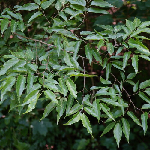 3 graines celtis laevigata, micocoulier du mississippi