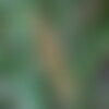 3 graines lomandra longifolia
