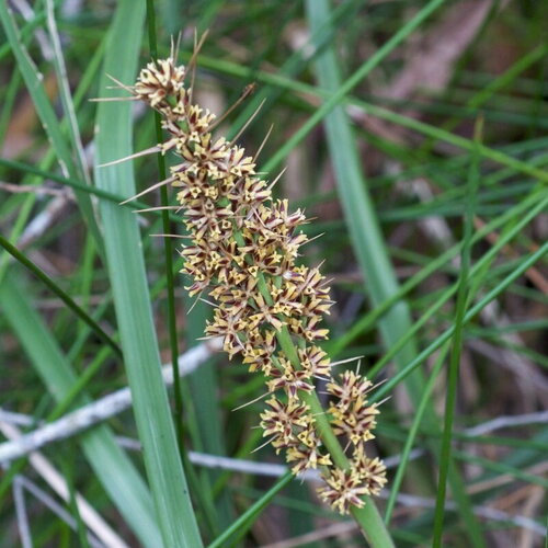 3 graines lomandra longifolia