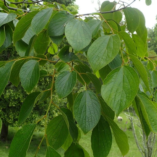 5 graines de celtis julianae, micocoulier de julian