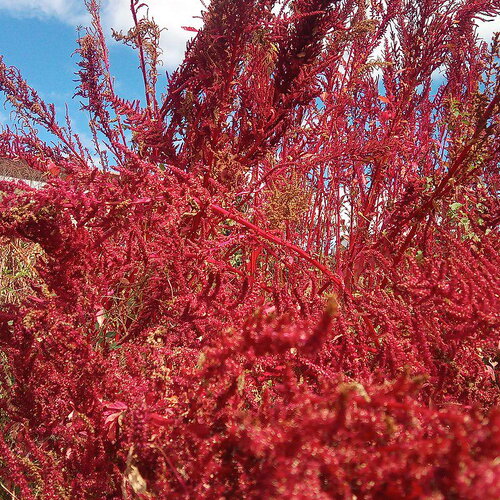 50 graines d'amaranthus cruentus, amarante, amaranthe flamme rouge
