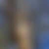 3 graines eucalyptus globulus ssp bicostata
