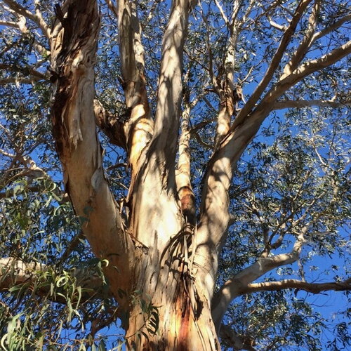 3 graines eucalyptus globulus ssp bicostata