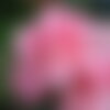 10 graines rosa laxa, rosier