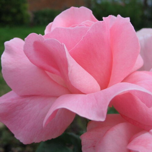 10 graines rosa laxa, rosier