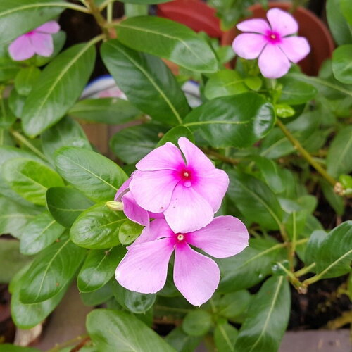 10 graines de pervenche de madagascar, catharanthus roseus mix