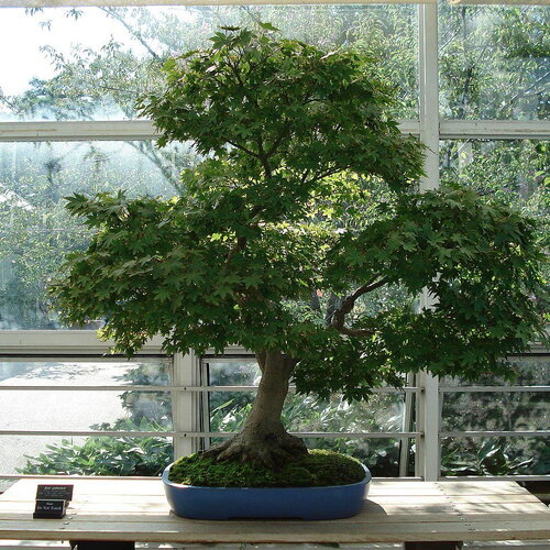 10 graines erable palmé acer palmatum érable japonais lisse idéal bonsaï